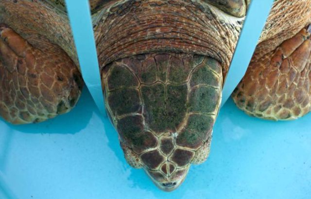 Sea Turtle Goes Home After Years in Hospital