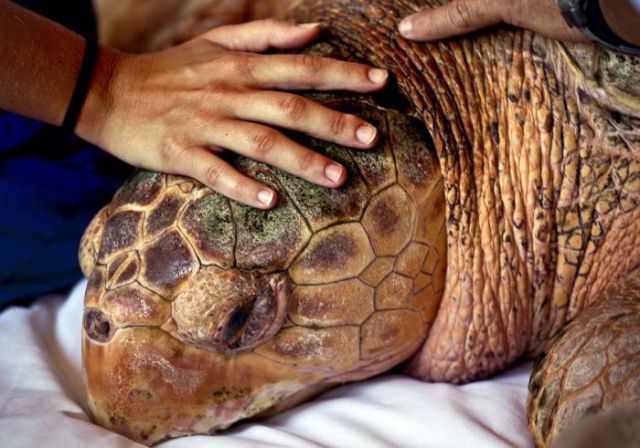 Sea Turtle Goes Home After Years in Hospital