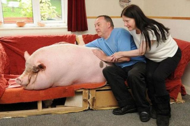 Micro Pig Goes “Slightly” Overweight