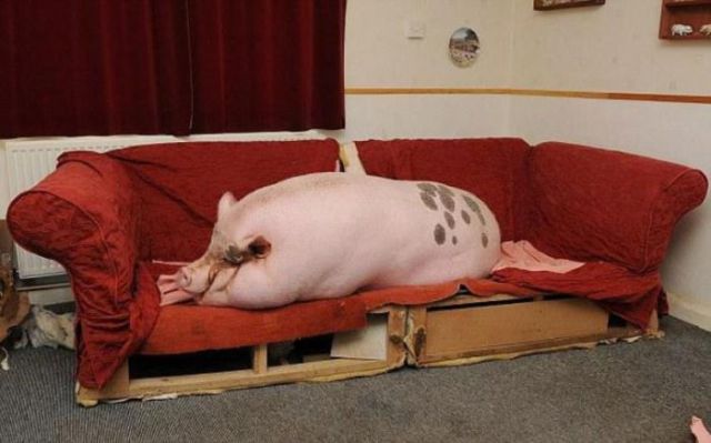 Micro Pig Goes “Slightly” Overweight