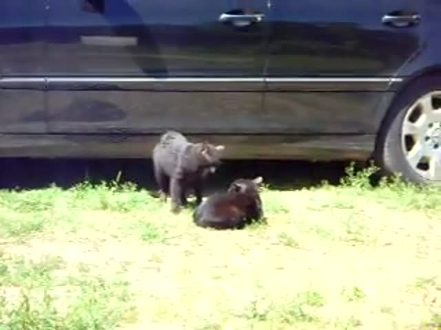 Dog Police Break Up Cat Fight 