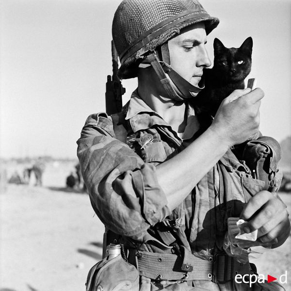 Cats in the Army