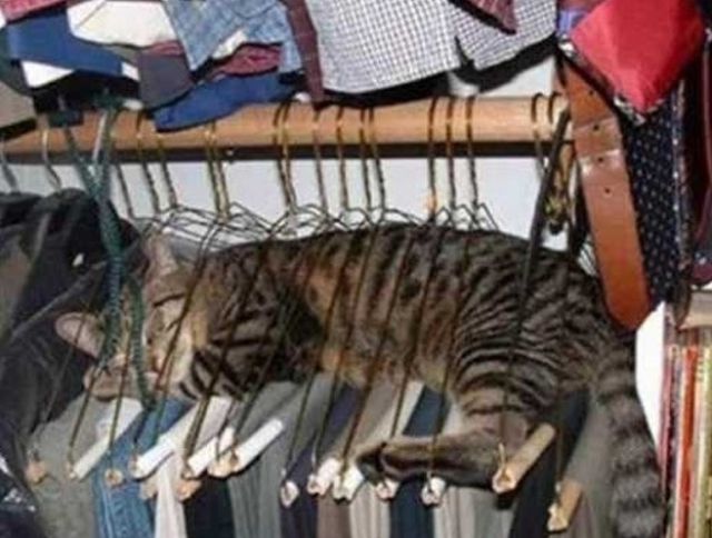 Perfect Places for a Cat to Rest
