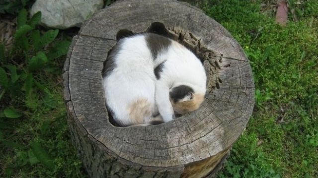 Perfect Places for a Cat to Rest
