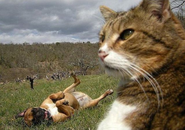 The Ultimate Animal Photobombs Collection