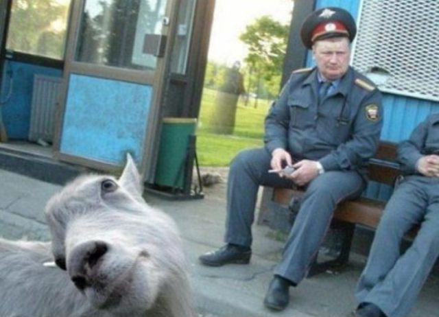 The Ultimate Animal Photobombs Collection