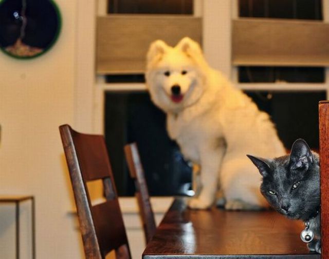 The Ultimate Animal Photobombs Collection