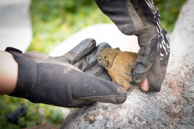 Tiny Squirrel Luckily Rescued