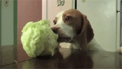 Amazing Cabbage-Loving Dog