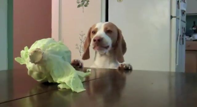 Amazing Cabbage-Loving Dog