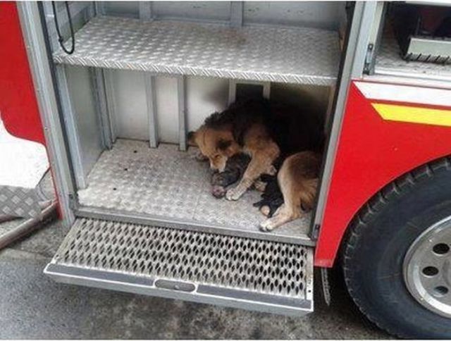 Heroic Dog Saves Her Pups from Burning House