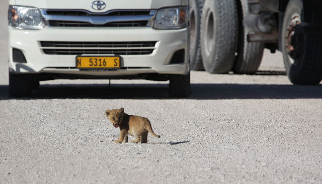 Road Crossing Trouble for Wild Lioness
