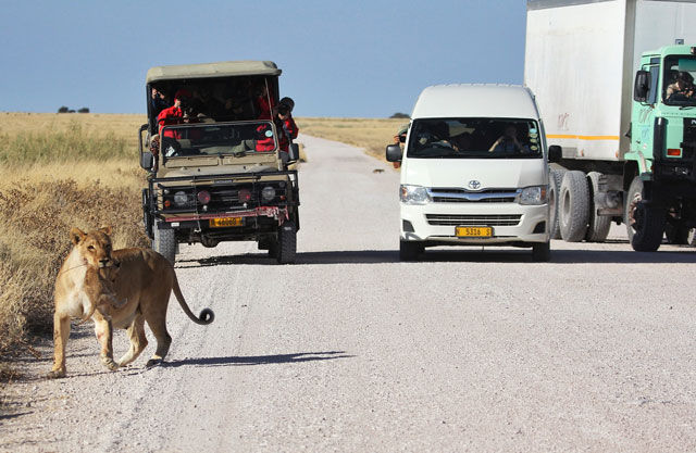 Road Crossing Trouble for Wild Lioness