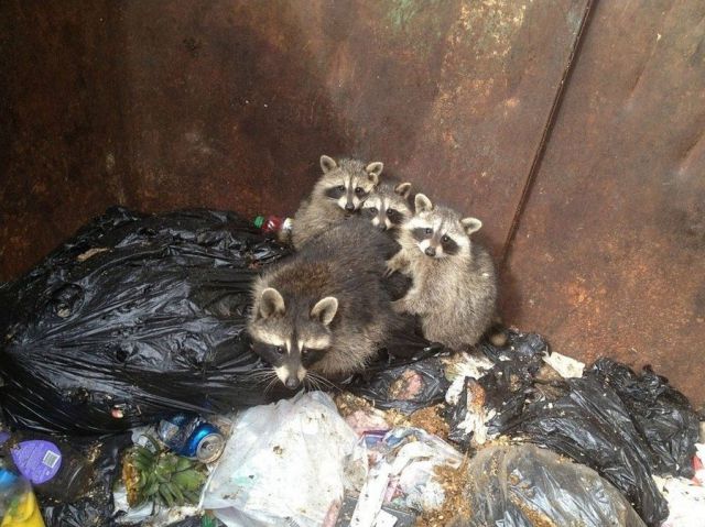 Trapped Raccoons Saved from a Waste Container