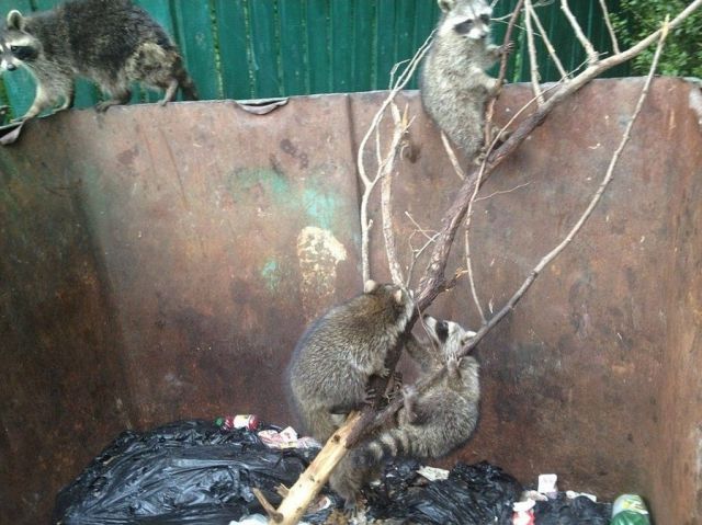 Trapped Raccoons Saved from a Waste Container