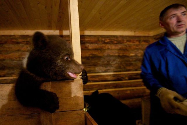 Russian Rescue Center for Bear Cubs