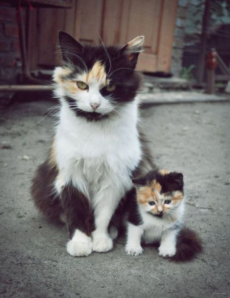 Animal Parents and Kids that Look Totally Alike