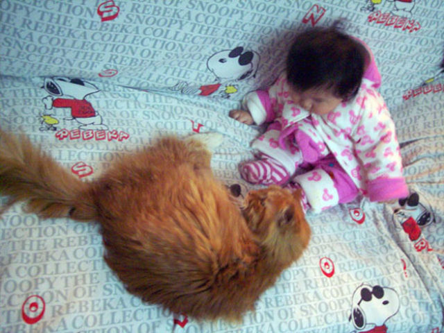 Babies and Cats Being Too Cute