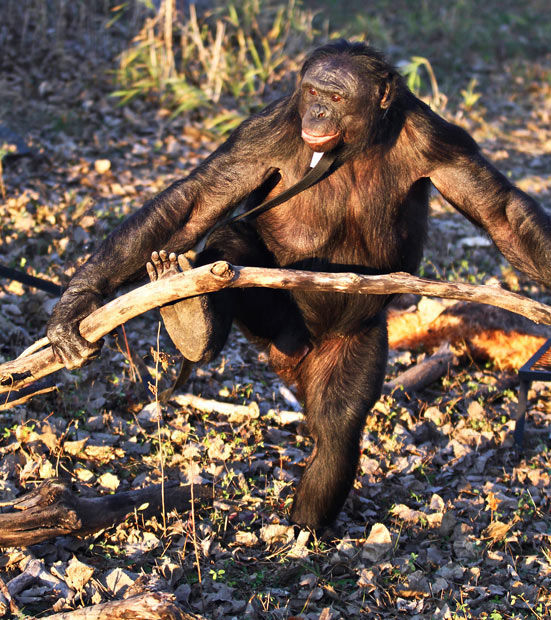 Meet the Fascinating Food Cooking Chimpanzee