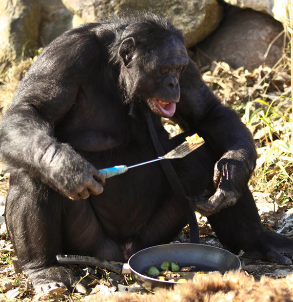 Meet the Fascinating Food Cooking Chimpanzee