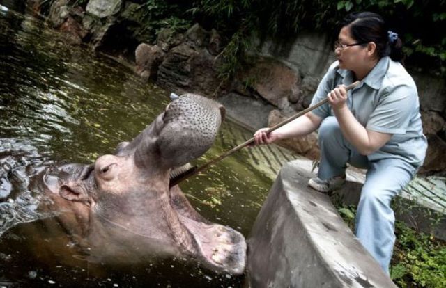 That’s How They Brush Hippos’ Teeth