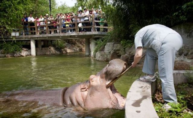 That’s How They Brush Hippos’ Teeth