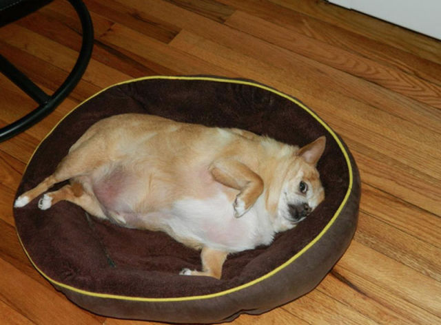 Animals That Obviously Need to Lose Weight