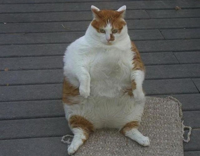 Animals That Obviously Need to Lose Weight