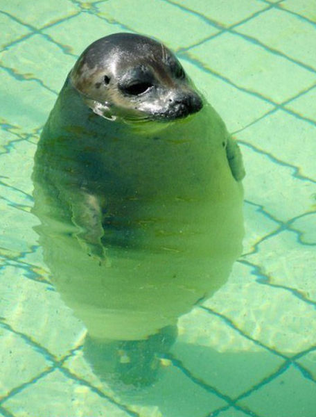 Animals That Obviously Need to Lose Weight