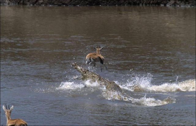 Leap of Faith for a Tiny Gazelle