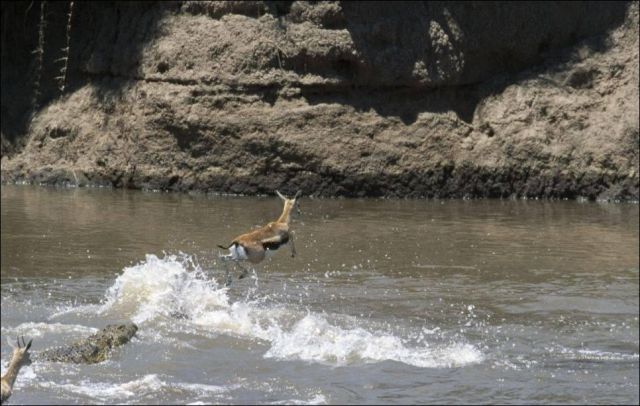 Leap of Faith for a Tiny Gazelle