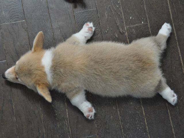 Learn to Count to 6 with Corgis!