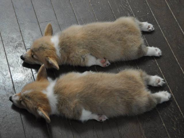 Learn to Count to 6 with Corgis!