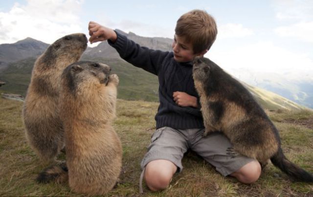 Amazing Friendship of a Boy and Marmots