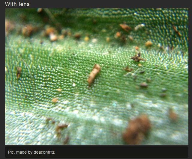 Making a DIY Macro Lens for a Phone Camera