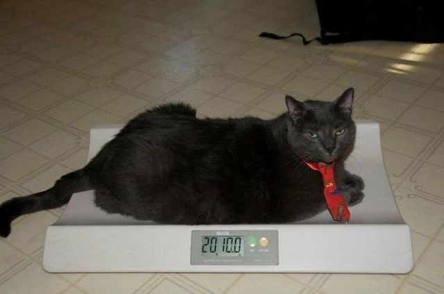 Obese Cat
