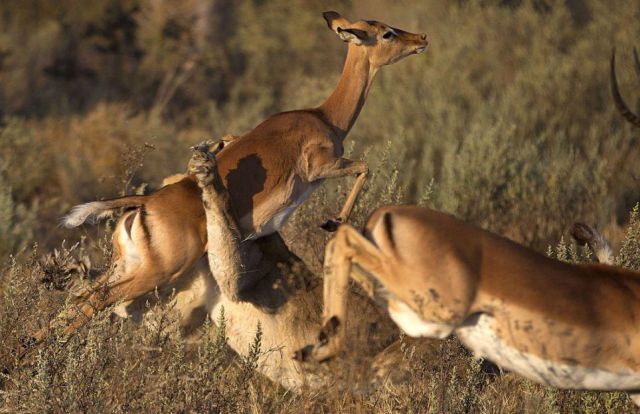 Impala Escapes Right from the Lion’s Jaws
