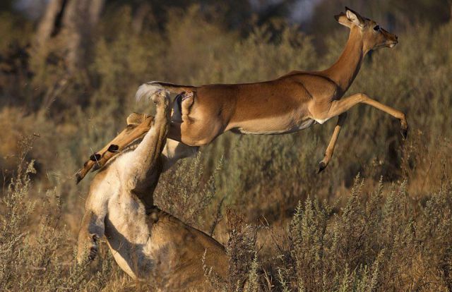Impala Escapes Right from the Lion’s Jaws