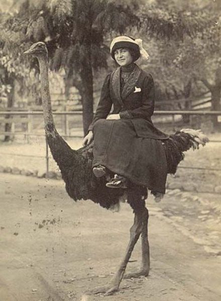 Funny and WTF Vintage Animal Pics