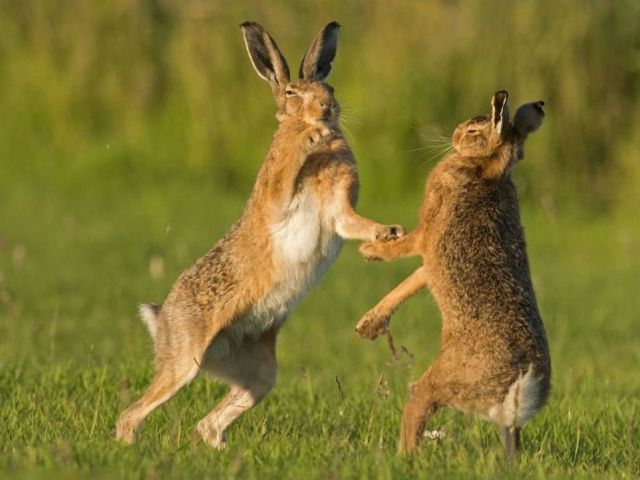Hares’ Courtship Ritual Looks Like Really Tough Test