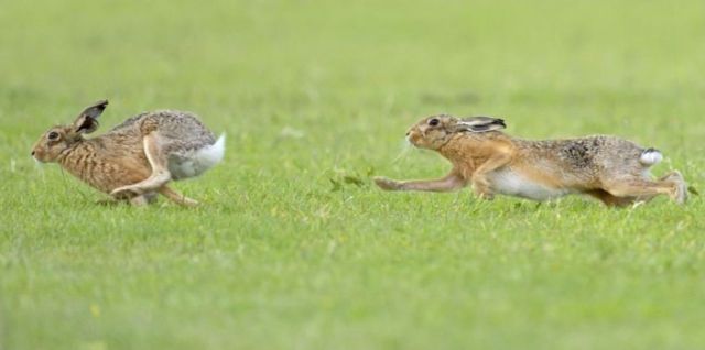 Hares’ Courtship Ritual Looks Like Really Tough Test