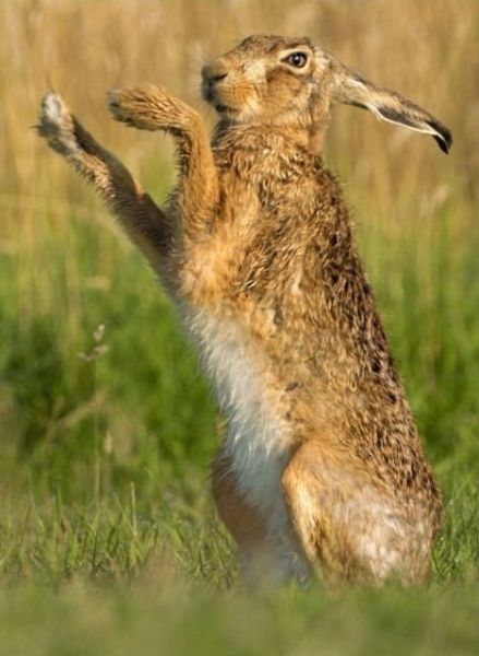 Hares’ Courtship Ritual Looks Like Really Tough Test