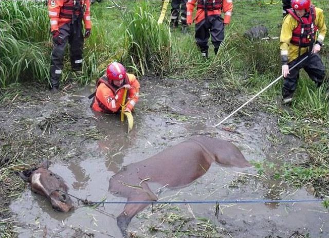Horse Saved from a Death Trap