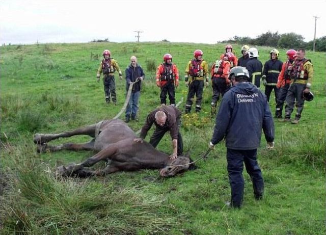 Horse Saved from a Death Trap