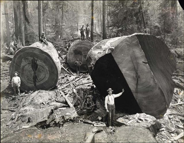 Vintage Photos of Lumberjacks