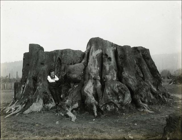Vintage Photos of Lumberjacks