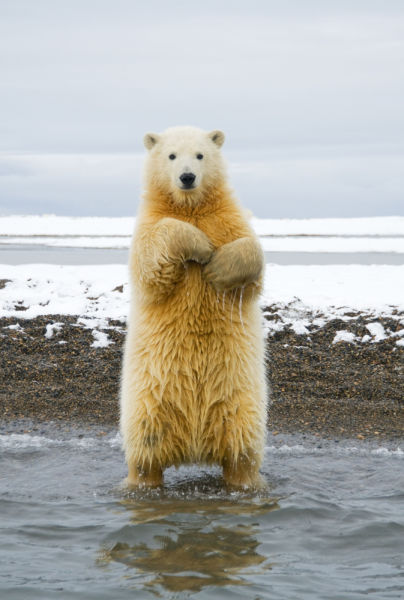 Polar Bear Cub Dances Disco