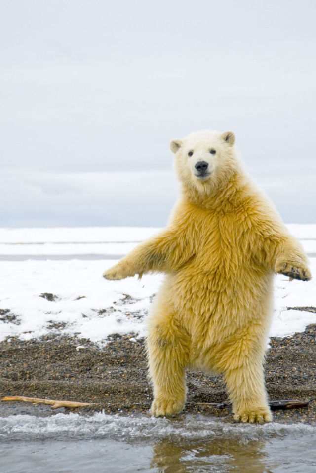 Polar Bear Cub Dances Disco (5 pics) - Izismile.com