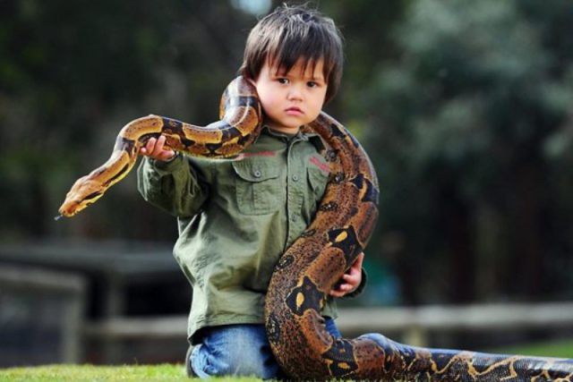 Australian Toddler Is a Real Snake Charmer