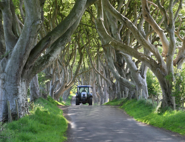 Amazing Tree Tunnel in the Northern Ireland